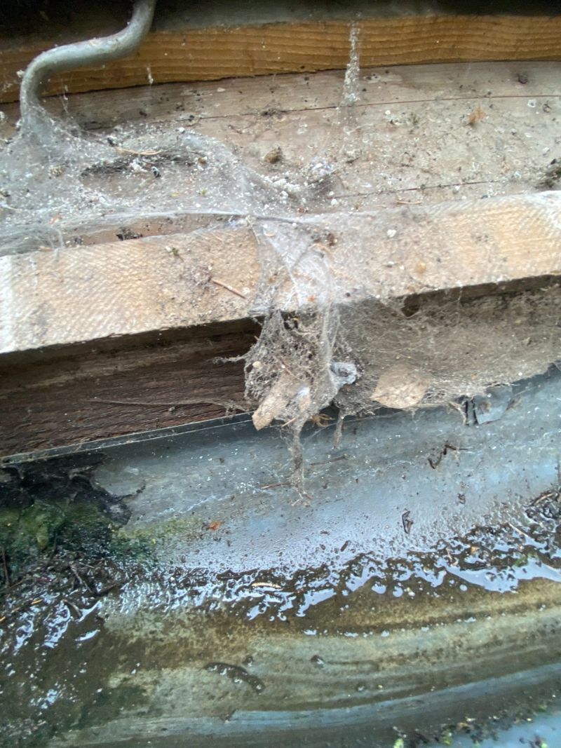 Gouttière bouchée par feuilles avant pose pare-feuilles Saint-Germain-en-Laye