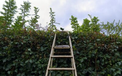 Hauteur des haies : quelle réglementation faut-il respecter ?